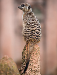 Image showing Meerkat turning his head and sitting on the termitary