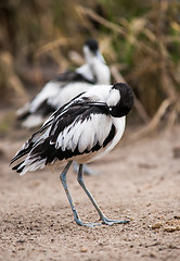 Image showing Pied avocets cleaning and scraoeing themselves