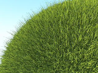 Image showing Green planet: close up of fresh grass and blue sky