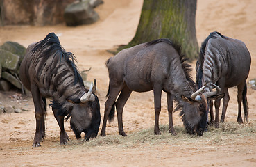 Image showing Grazing or pasturing wildebeests