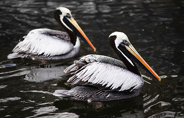 Image showing Peruvian Pelicans in the water