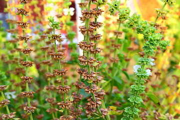 Image showing basil in the garden