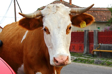 Image showing curious cow