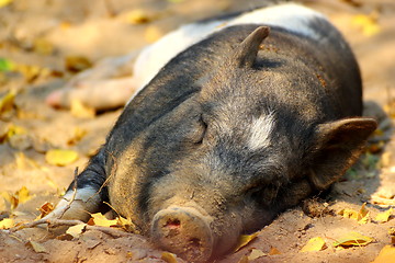 Image showing pig laying on the ground