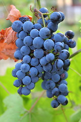 Image showing red grapes in the garden