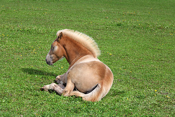 Image showing Resting Filly