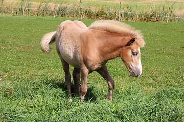 Image showing Young Palomino Filly