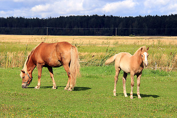 Image showing Finnhorse Mare and Filly on Grass Meadow