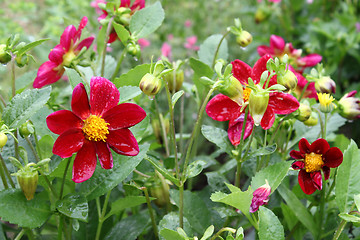 Image showing Beautiful flower (Dahlia variabilis) with water drops