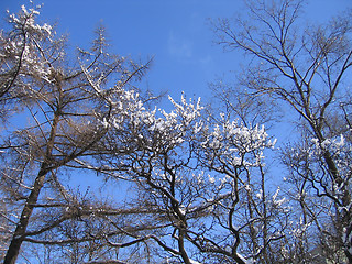 Image showing Winter trees