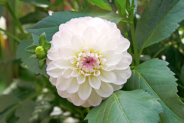 Image showing White dahlia in flowerbed