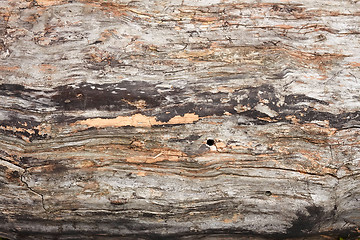 Image showing Old dried weathered logs