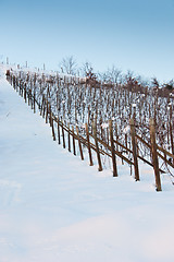 Image showing Tuscany: wineyard in winter