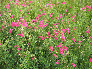 Image showing Wild peas flowers background