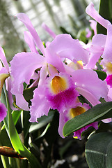 Image showing Pink blooming orchid