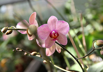 Image showing Pink blooming orchid