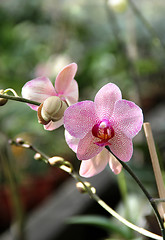 Image showing Pink blooming orchid