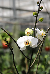 Image showing White blooming orchid