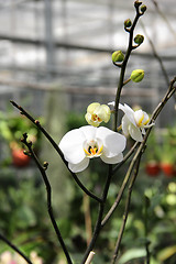 Image showing White blooming orchid