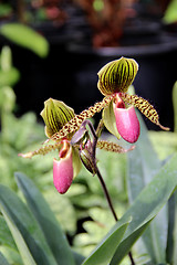 Image showing Tiger blooming orchid 