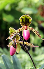 Image showing Tiger blooming orchid 