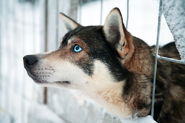 Image showing Husky dog