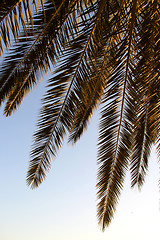 Image showing Palm leafs and sea in the evening, sunset