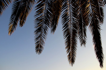 Image showing Palm leafs and sea in the evening, sunset