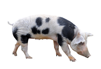 Image showing Bayeux pig