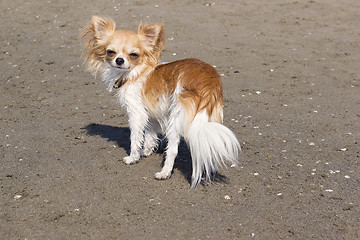 Image showing chihuahua on the beach