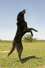 Image showing jumping groenendael