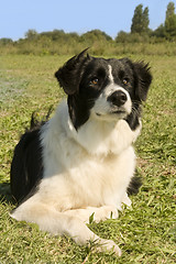 Image showing border collie