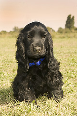 Image showing puppy english cocker