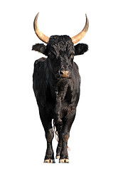 Image showing Camargue bull