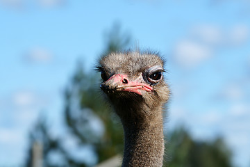 Image showing Ostrich