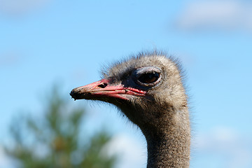 Image showing Ostrich