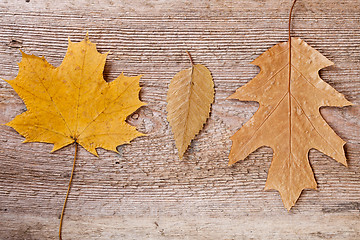 Image showing autumn leaves