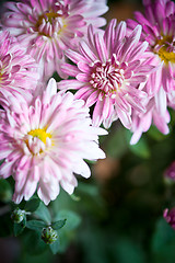 Image showing pink flowers of aster 