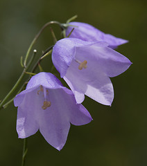 Image showing Bellflower (Campanula) flowers