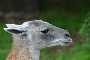 Image showing Guanaco (wild llama)