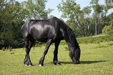 Image showing Black horse in the meadow