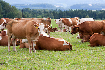 Image showing Dairy cows in pasture