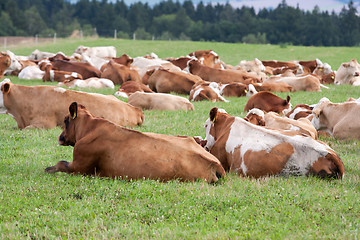 Image showing Dairy cows in pasture