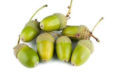 Image showing Green acorns on a white background 
