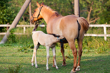 Image showing Mare and her foal