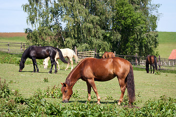 Image showing Horses in the meadow