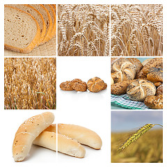 Image showing Wheat. Harvest concepts. Cereal collage