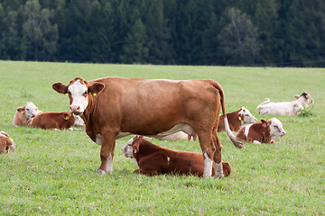 Image showing Dairy cows in pasture