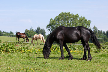 Image showing Horses in the meadow