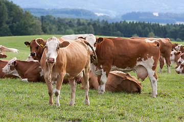 Image showing Cows on pasture 